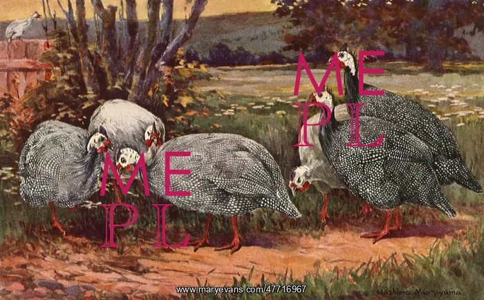  : Guinea Fowls