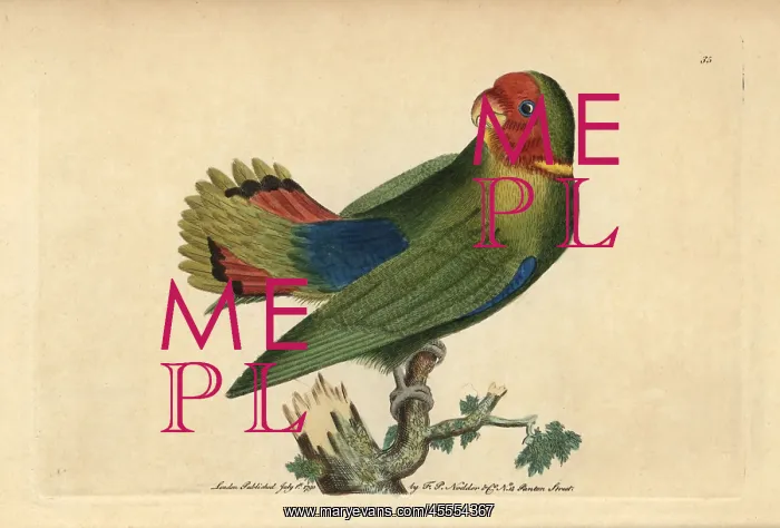 : Guinea parrakeet or red-headed lovebird, Agapornis pullarius : Guinea parrakeet or red-headed lovebird, Agapornis pullarius