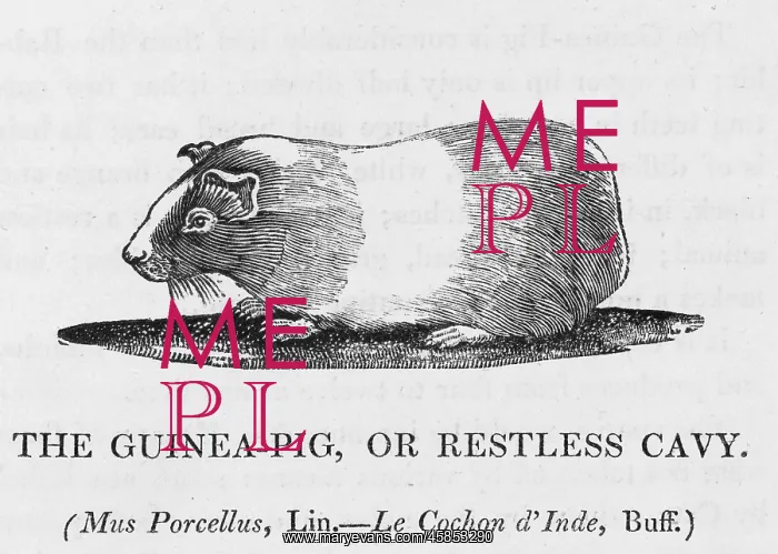 : GUINEA PIG (BEWICK) : GUINEA PIG (BEWICK)