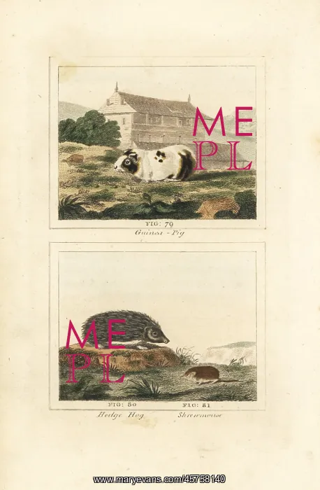 : Guinea pig, hedgehog and shrew : Guinea pig, hedgehog and shrew
