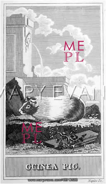  : GUINEA PIG / MAGUIRE C1810