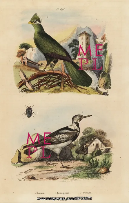: Guinea turaco, Tauraco persa, and Eurasian : Guinea turaco, Tauraco persa, and Eurasian