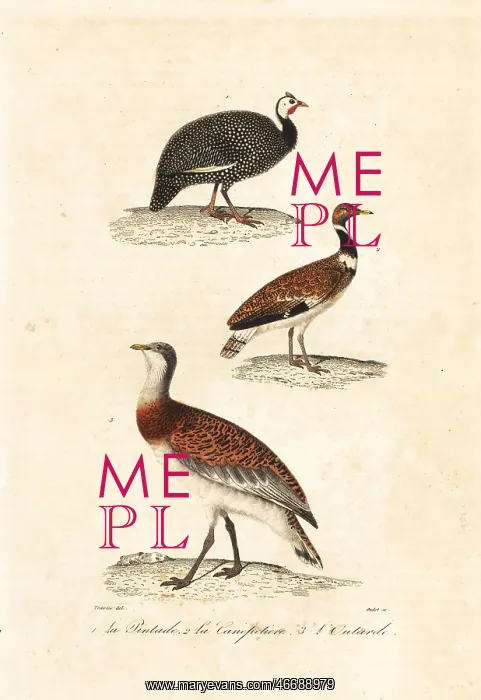  : Guineafowl and bustards