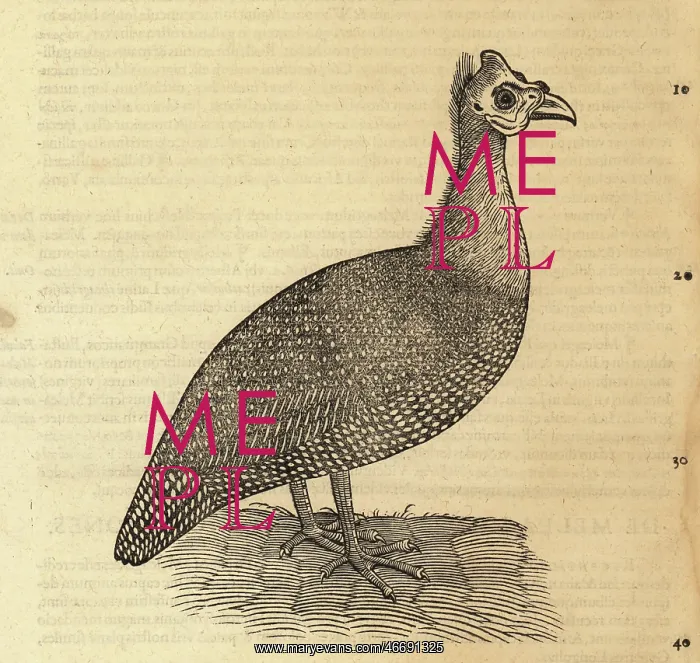 : Guineafowl species, Numididae : Guineafowl species, Numididae