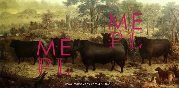 : Guisachan Cattle : Guisachan Cattle