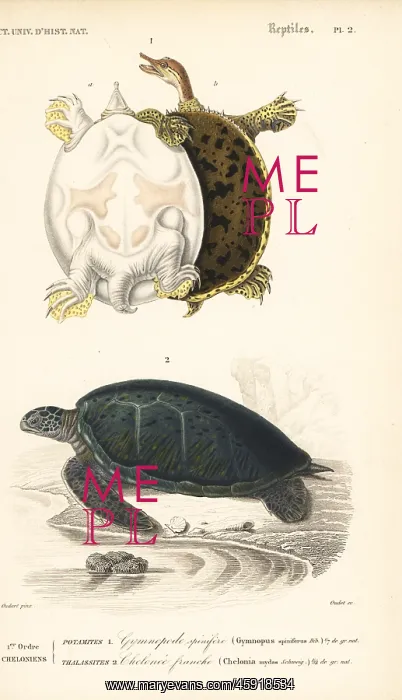 : Gulf coast spiny softshell turtle and endangered : Gulf coast spiny softshell turtle and endangered