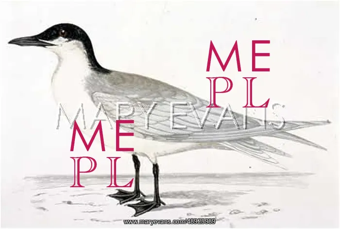  : GULL-BILLED TERN (MORRIS