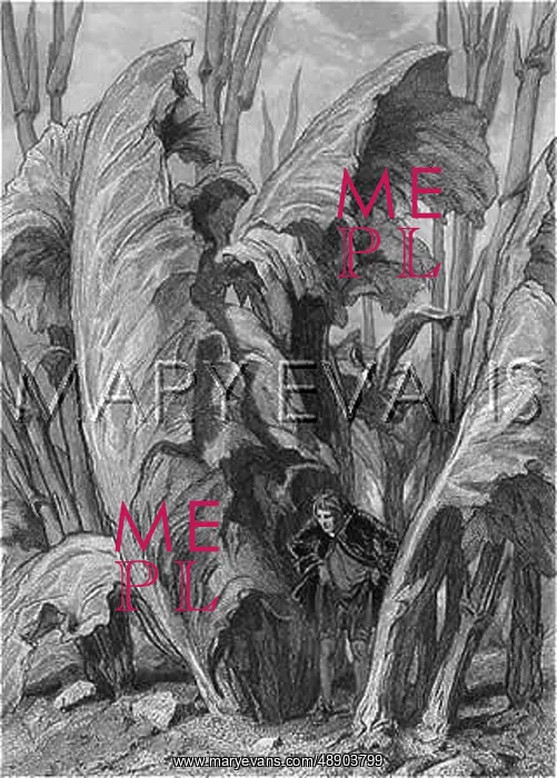 : GULLIVER / SORREL PLANT : GULLIVER / SORREL PLANT