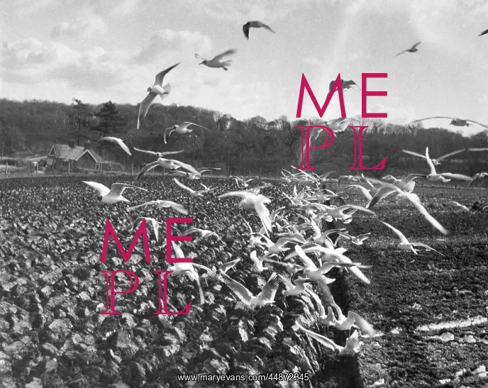 : GULLS IN PLOUGHED FIELD : GULLS IN PLOUGHED FIELD