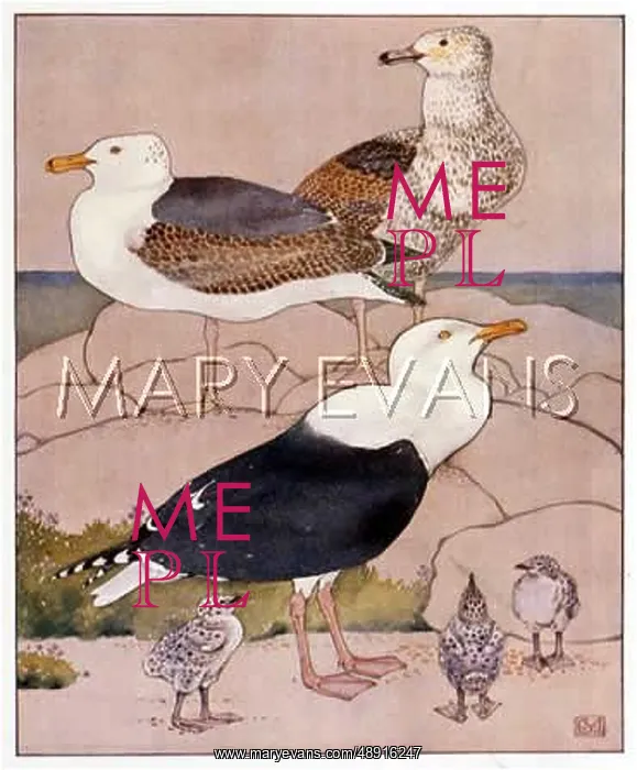  : GULLS WITH YOUNG