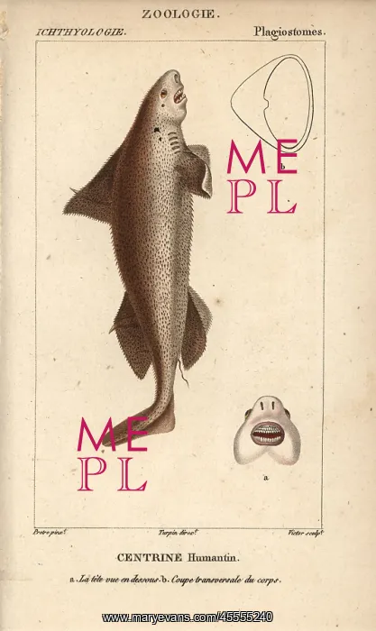 : Gulper shark, Centrophorus granulosus : Gulper shark, Centrophorus granulosus