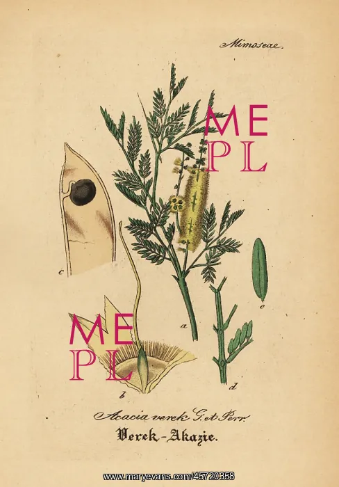 : Gum arabic tree, Acacia senegal : Gum arabic tree, Acacia senegal
