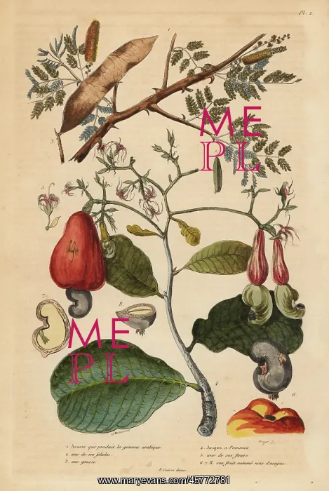 : Gum arabic tree and cashew tree : Gum arabic tree and cashew tree