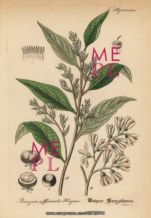 : Gum benjamin tree, Styrax benzoin : Gum benjamin tree, Styrax benzoin