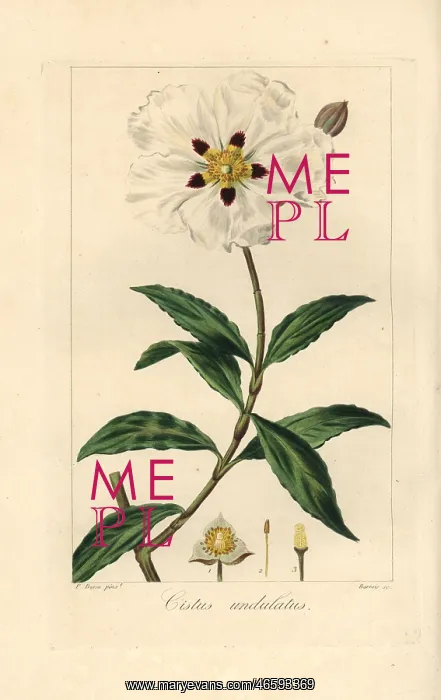 : Gum cistus, wavy leaved variety, Cistus ladaniferus : Gum cistus, wavy leaved variety, Cistus ladaniferus