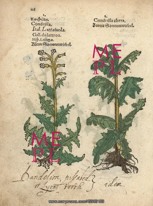 : Gum succory species, Chondrilla juncea : Gum succory species, Chondrilla juncea