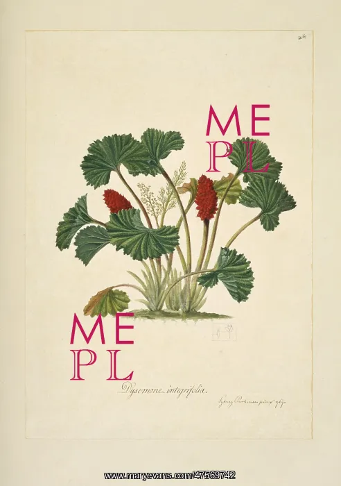 : Gunnera magellanica, gunnera : Gunnera magellanica, gunnera