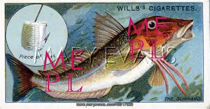 : GURNARD WITH BAIT / 1910 : GURNARD WITH BAIT / 1910