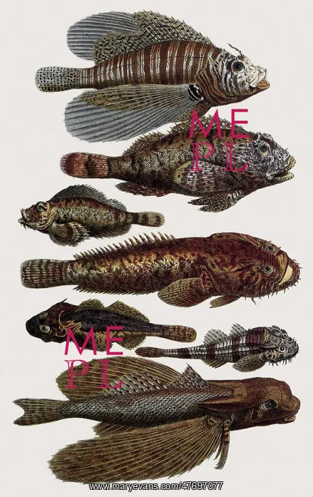  : Gurnard and Other Fish