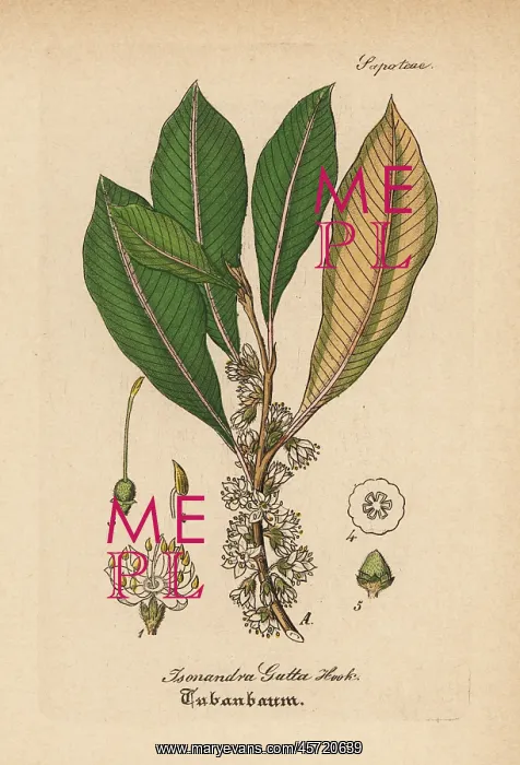 : Gutta-percha, Palaquium gutta : Gutta-percha, Palaquium gutta