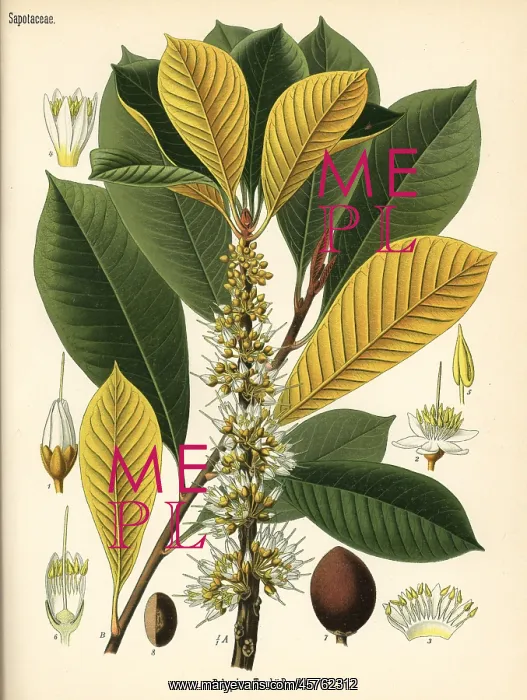 : Gutta percha, Palaquium gutta : Gutta percha, Palaquium gutta