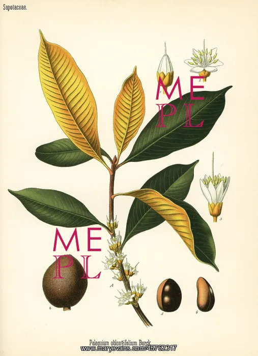 : Gutta percha, Palaquium gutta : Gutta percha, Palaquium gutta