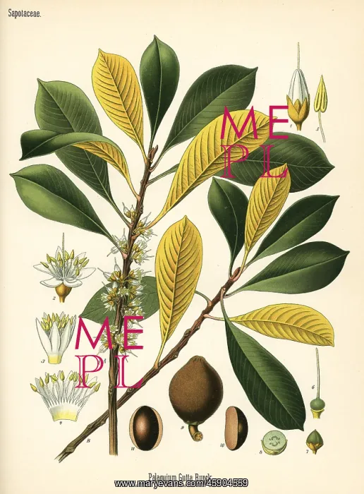: Gutta percha, Palaquium gutta : Gutta percha, Palaquium gutta