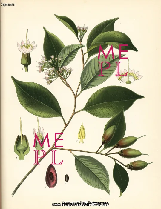: Gutta percha tree, Payena leerii : Gutta percha tree, Payena leerii