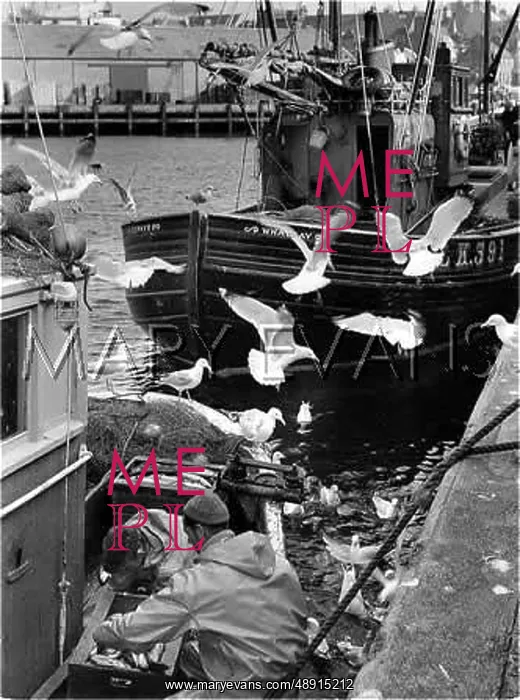 : GUTTING THE CATCH : GUTTING THE CATCH