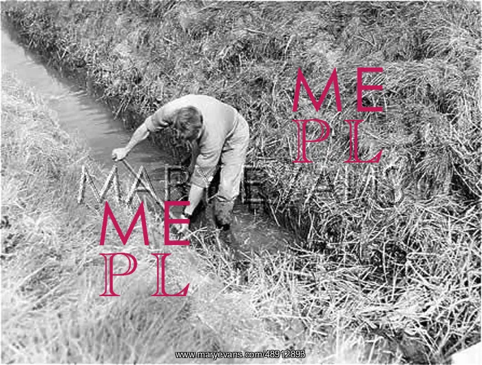 : GUTTING A DITCH : GUTTING A DITCH