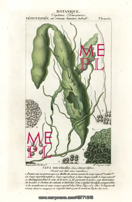 : Gutweed or grass kelp, Ulva intestinalis : Gutweed or grass kelp, Ulva intestinalis