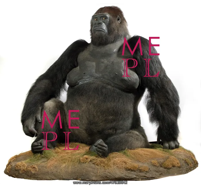 : Guy (1946-1978), a western lowland gorilla : Guy (1946-1978), a western lowland gorilla