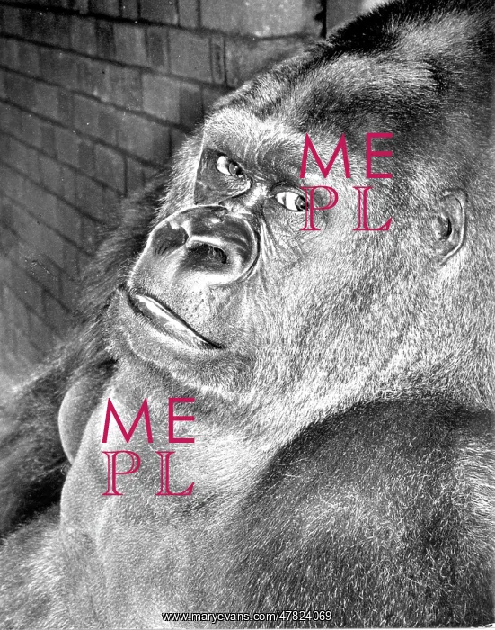 : Guy the Gorilla - London Zoo : Guy the Gorilla - London Zoo
