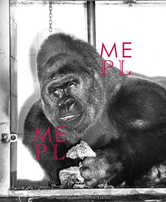 : Guy the Gorilla - London Zoo : Guy the Gorilla - London Zoo