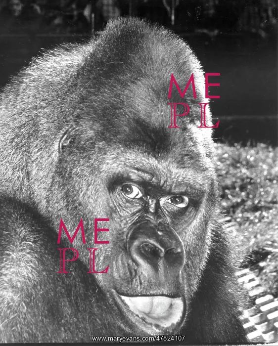 : Guy the Gorilla - London Zoo : Guy the Gorilla - London Zoo