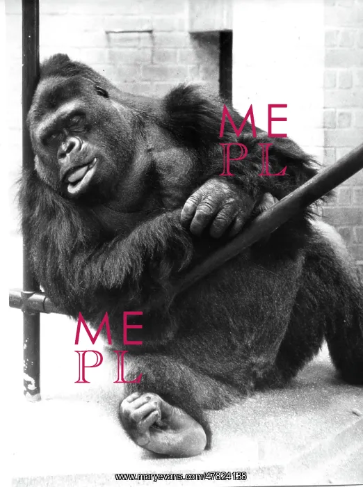: Guy the Gorilla - London Zoo : Guy the Gorilla - London Zoo
