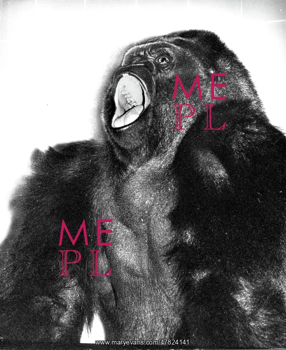 : Guy the Gorilla - London Zoo : Guy the Gorilla - London Zoo