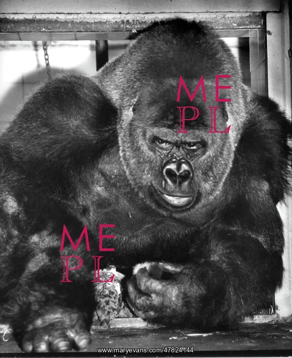 : Guy the Gorilla - London Zoo : Guy the Gorilla - London Zoo
