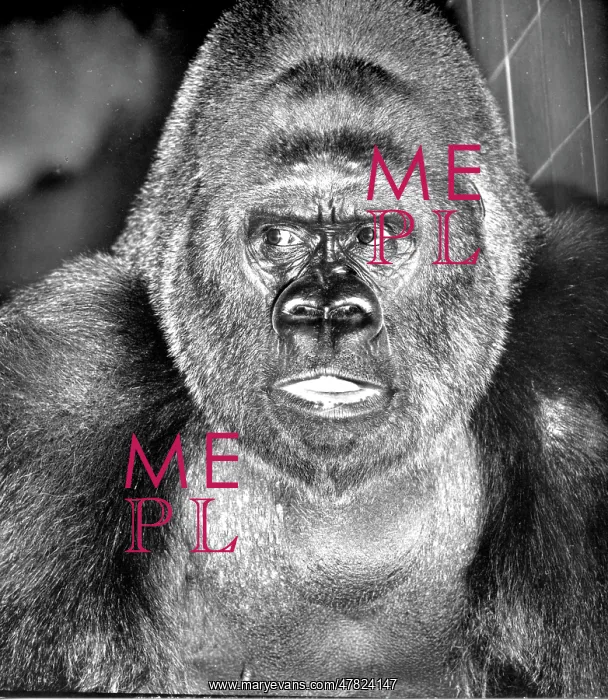 : Guy the Gorilla - London Zoo : Guy the Gorilla - London Zoo