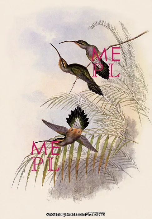 : Guy's Hermit, PhaEothornis Guy : Guy's Hermit, PhaEothornis Guy