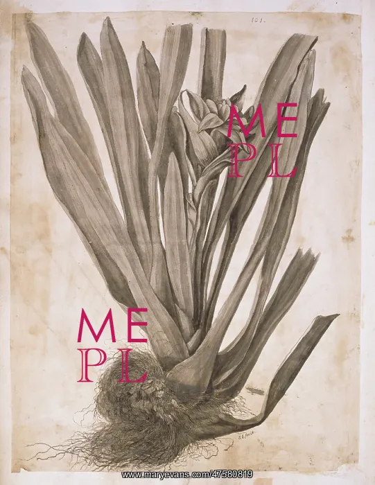 : Guzmania lingulata, scarlet star : Guzmania lingulata, scarlet star
