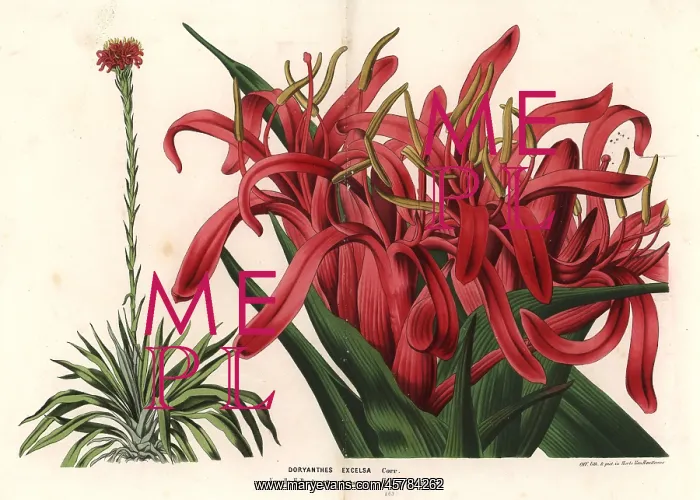 : Gymea lily, Doryanthes excelsa : Gymea lily, Doryanthes excelsa