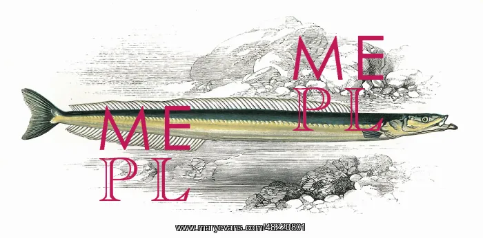 : Gymnammodytes cicerelus, or Mediterranean Sand Eel : Gymnammodytes cicerelus, or Mediterranean Sand Eel