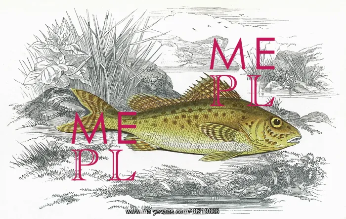 : Gymnocephalus cernua, or Eurasian Ruffe : Gymnocephalus cernua, or Eurasian Ruffe