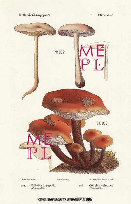: Gymnopus dryophilus and enokitake : Gymnopus dryophilus and enokitake