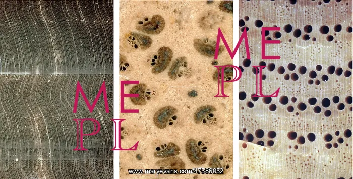 : Gymnosperm, palm & angiosperm : Gymnosperm, palm & angiosperm