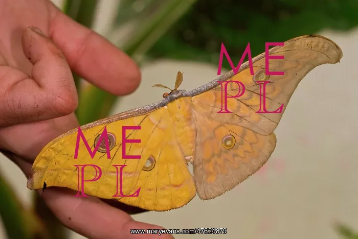 : Gynandromorph Antheraea frithi, silkmoth : Gynandromorph Antheraea frithi, silkmoth