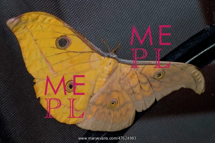 : Gynandromorph Antheraea frithi, silkmoth : Gynandromorph Antheraea frithi, silkmoth