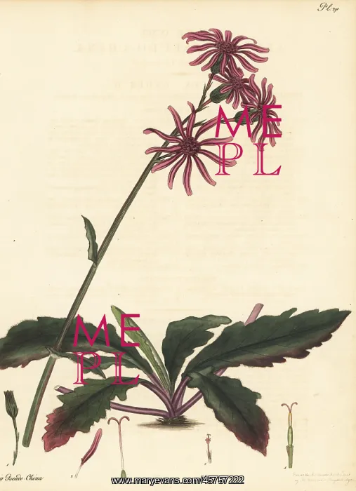 : Gynura pseudochina : Gynura pseudochina