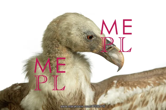 : Gyps fulvus, Eurasian griffon vulture : Gyps fulvus, Eurasian griffon vulture
